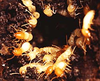 Formosan Termite Colony Nest