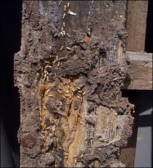 Formosan Termite Colony Inside Wood Beam