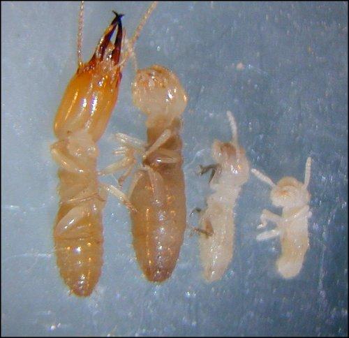 Termite Soldier, Worker, Nymph, Larvae