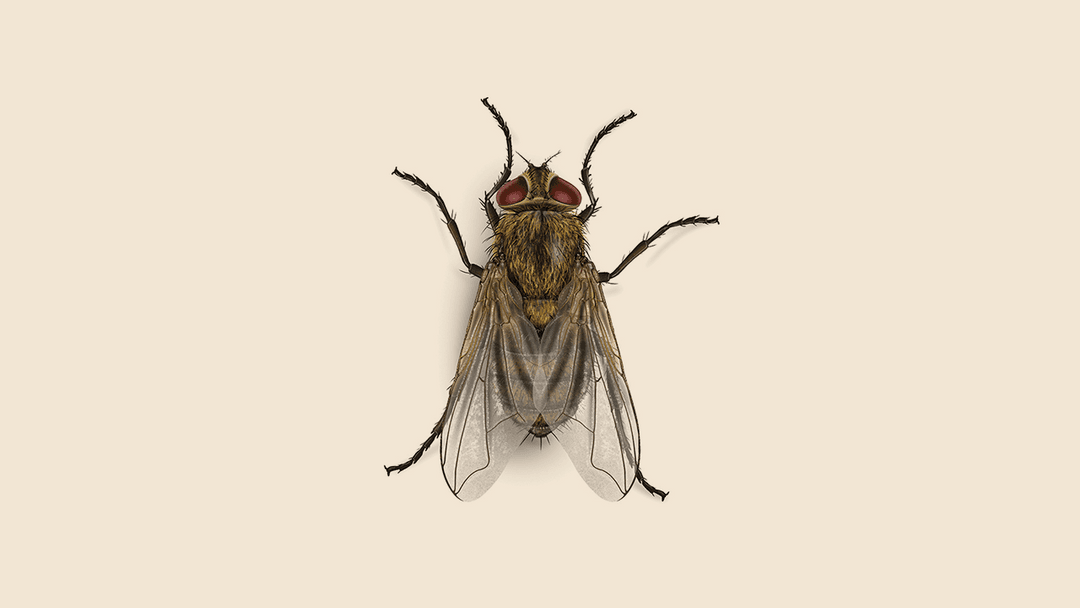 Cluster fly illustration