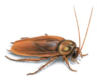 American Cockroach Illustration