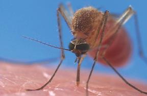 Front View of Mosquito Biting Skin