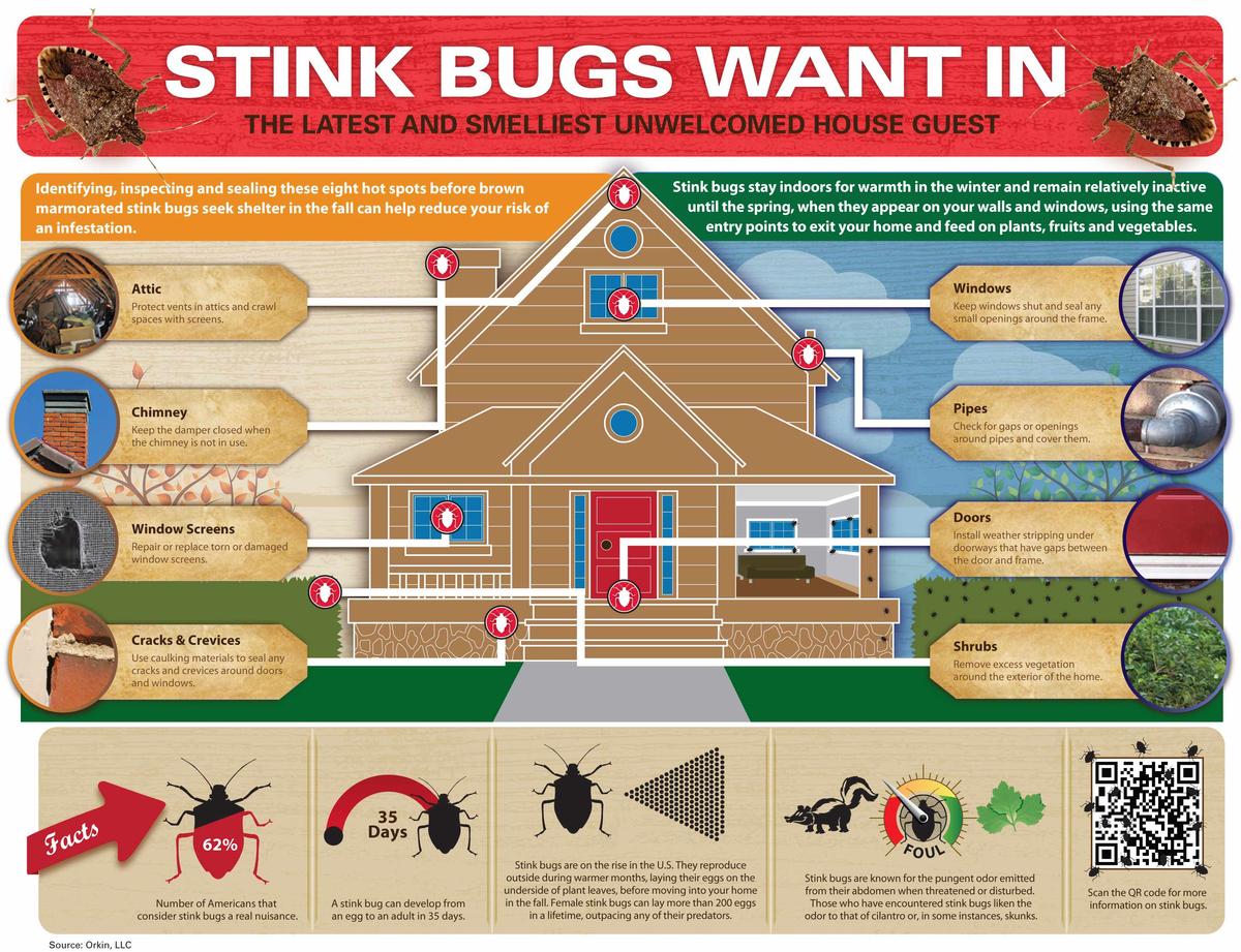 Stink Bug Infographic