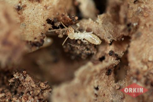 Subterranean Termite Without Wings
