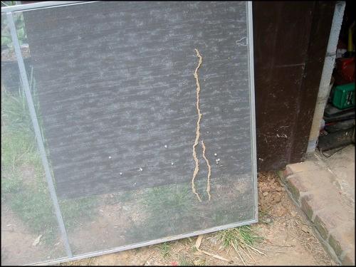 Picture of Termite Mud Tunnel Built on Window Screen