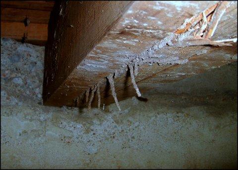 Termite Tubes Hanging From Floor Beam In Basement