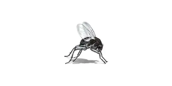 phorid fly Illustration