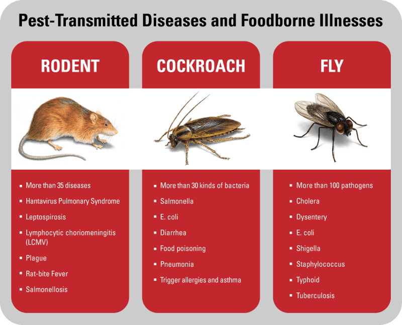 Pest-Transmitted Illnesses Graphic