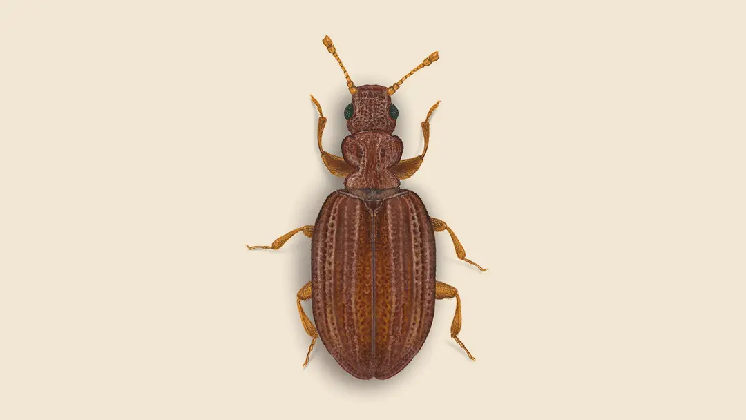 Plaster beetle illustration