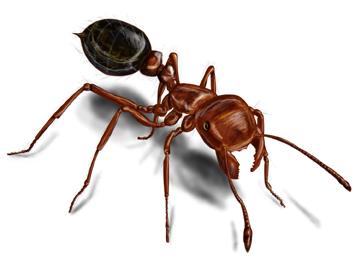 Red Imported Fire Ant Illustration