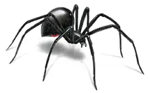 black widow spider illustration
