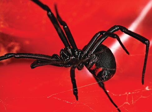 Black Widow Spider Web Closeup