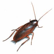 smokybrown cockroach image
