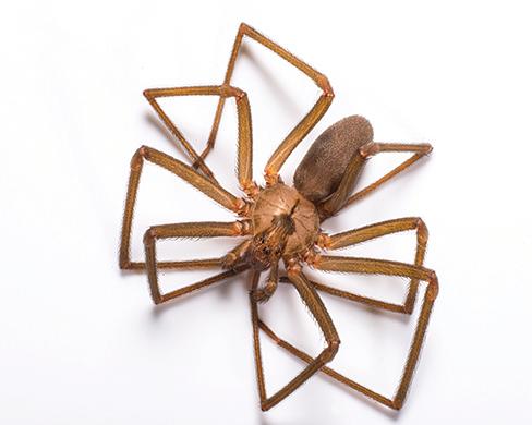 Image of Adult Brown Recluse Spider