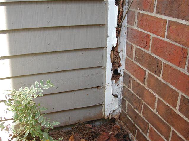 Termite Damage To A Home