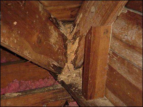 Termite Damage To Wooden Wall