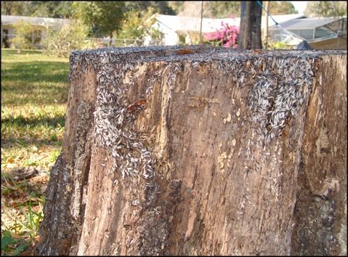 Termite Swarm On Wood Stump