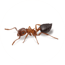 What do Acrobat Ants Look Like? | Identify Acrobat Ants 