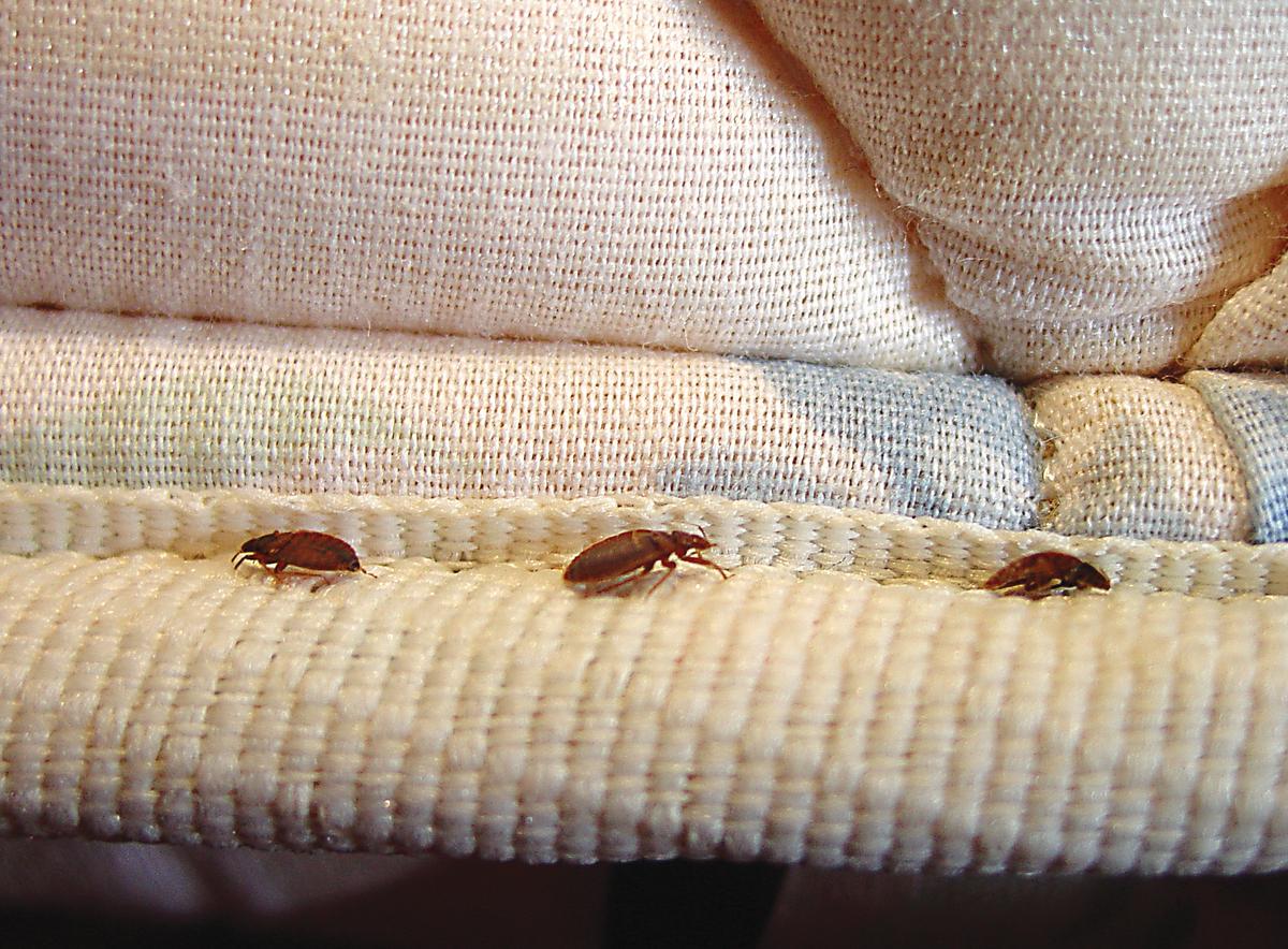 Bed Bugs Crawling On Mattress Seam