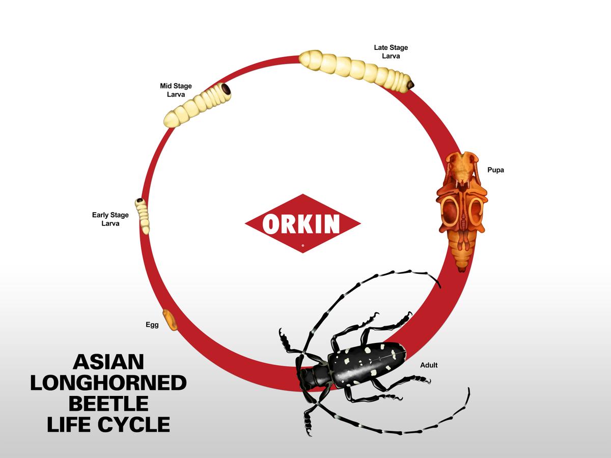 Asian Long-horned Beetle Lifecycle