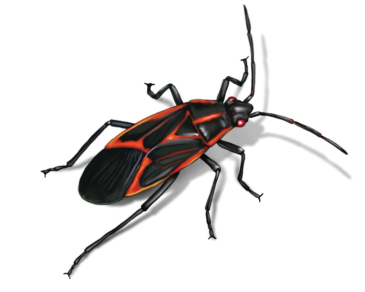Box Elder Bug Illustration