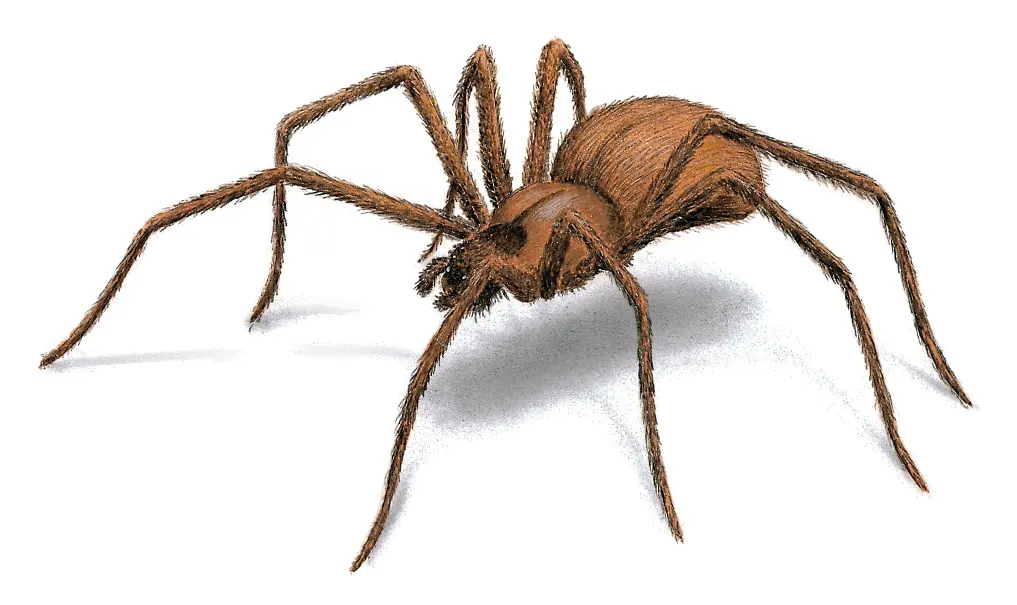 brown recluse spider illustration