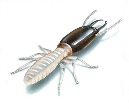 subeterranean termite illusttration