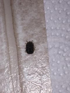 photo of a tick