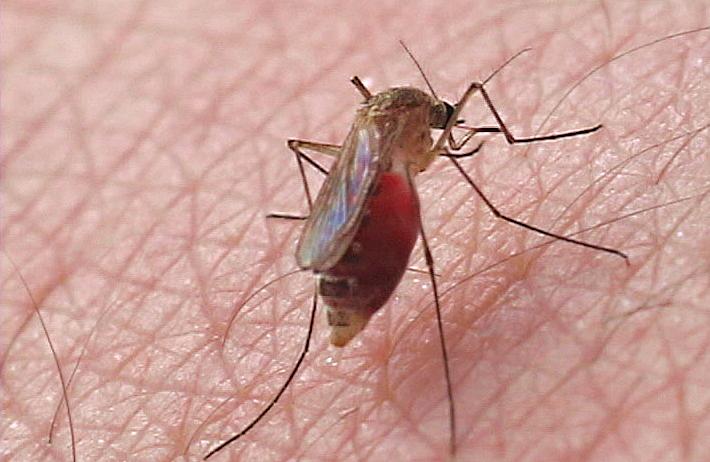 Close-up Picture of Mosquito Feeding on Skin