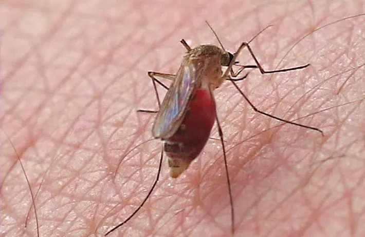 Close-up Picture of Mosquito Feeding on Skin
