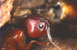 Carpenter Ant Working Close Up