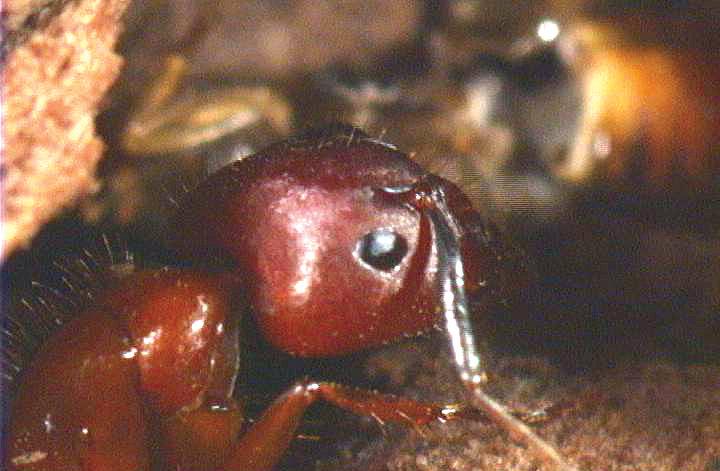 Carpenter Ant Working