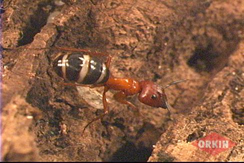 Red Carpenter Ants With Stripes