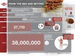 bed bug infographic