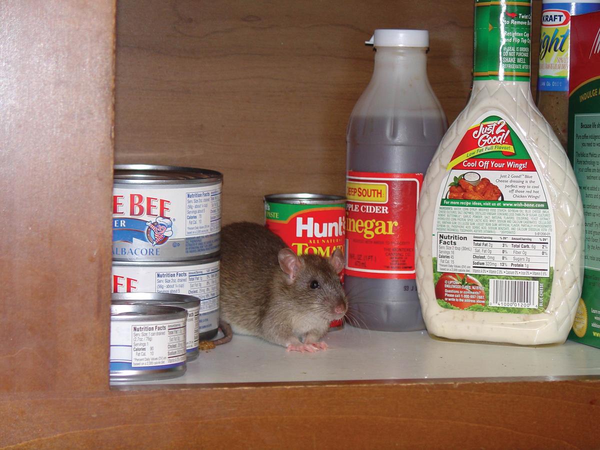 Rat in Kitchen Pantry