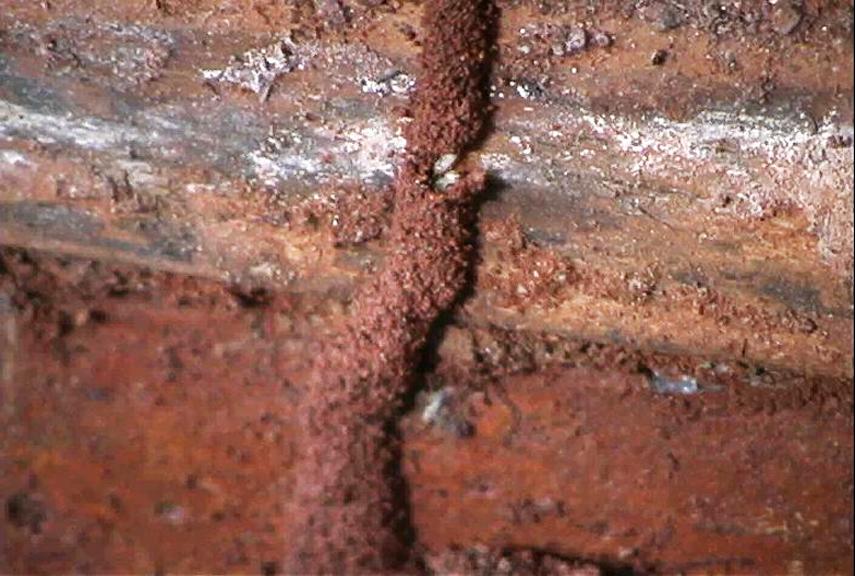 Picture of Mud Tube Made by Subterranean Termites