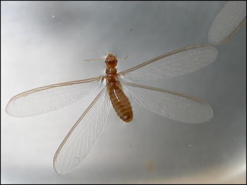 Winged Termite (Alate) Closeup