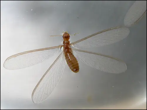 Termite Swarmer Close Up