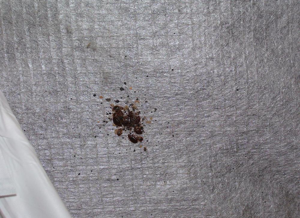 Picture of bed bugs grouped in a cluster