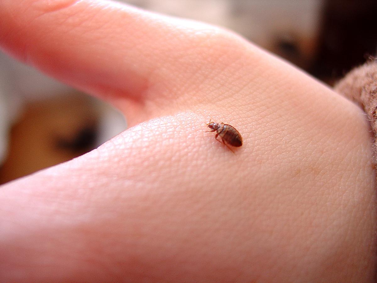 Picture of bed bug crawling on hand