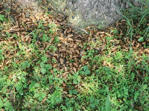 Eastern Cicada Killer Wasp