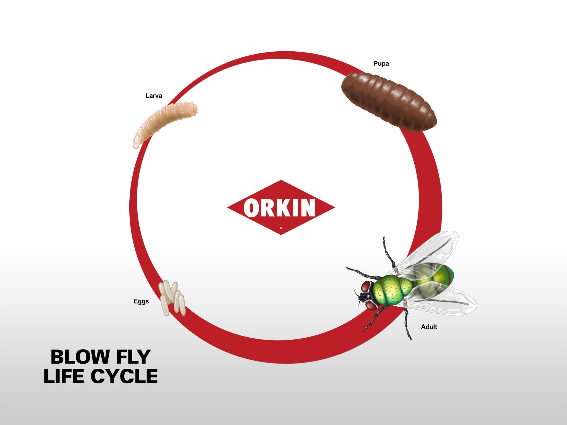 Blow Fly Lifecycle Illustration