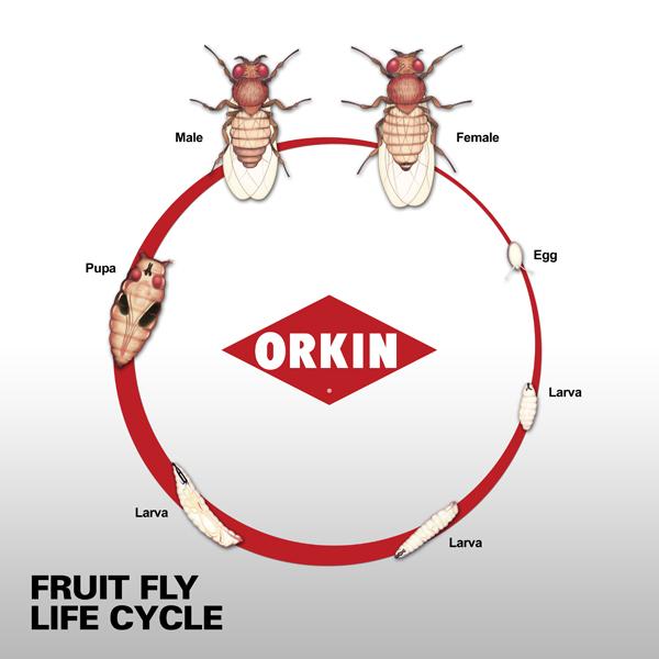 Life Cycle of a Fruit Fly