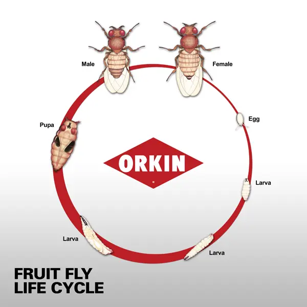 Life Cycle of a Fruit Fly