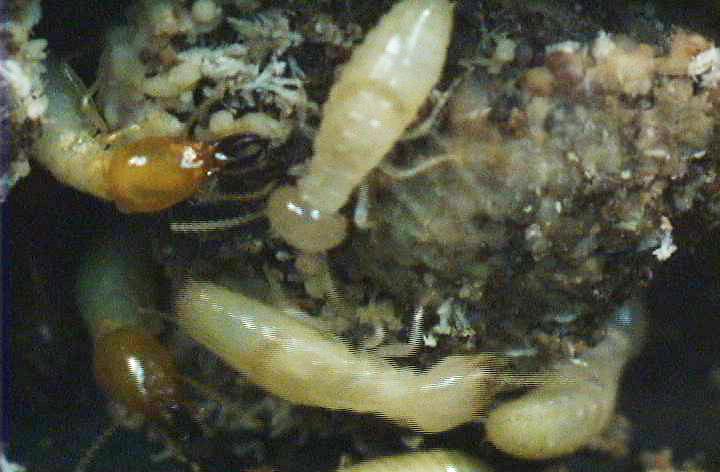 Formosan Termite in Colony