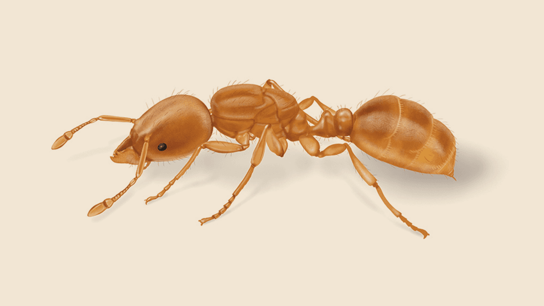 Thief Ant Illustration
