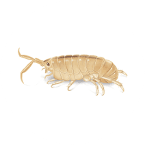 Sand Flea Facts | How to Identify Sand Fleas 