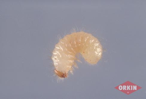 Cigarette Beetle Larvae