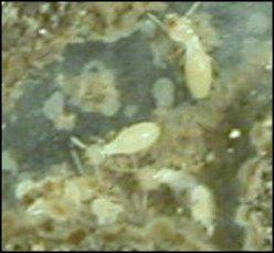 Termite Larvae Close Up