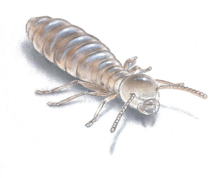 Worker Termite Illustration